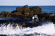 十六島　岩海苔漁　1995